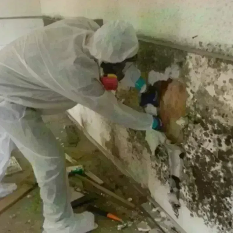 Mold Remediation and Removal in Jackson Center, OH